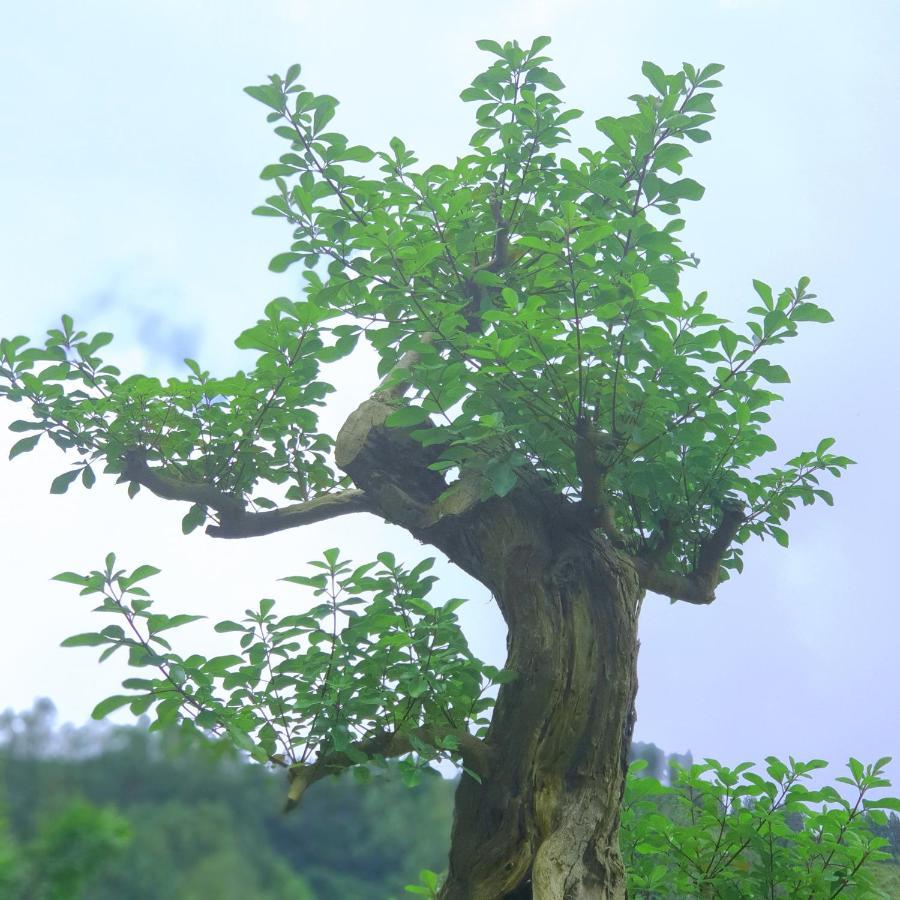 Alam Bali Lake View Bangli Luaran gambar